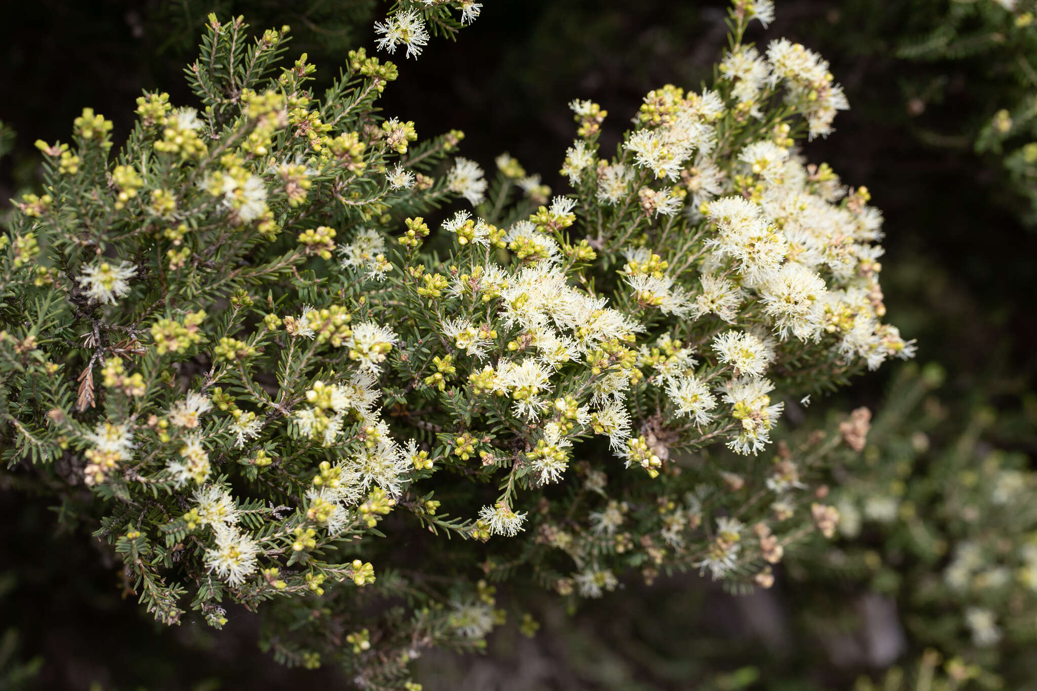 Sivun Melaleuca halmaturorum F. Müll. ex Miq. kuva