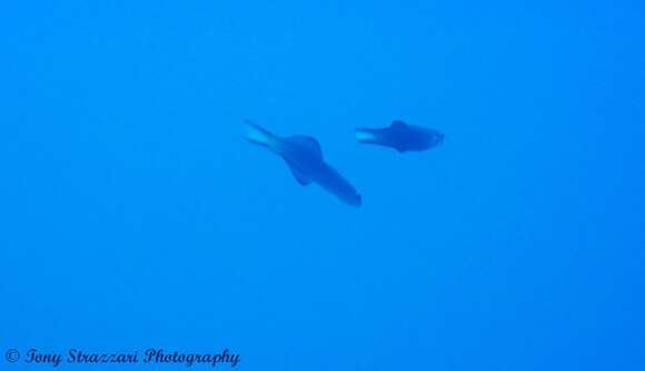 Image of Arrow dart-goby