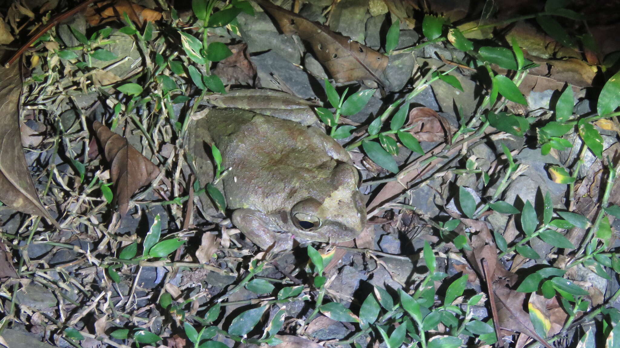 صورة Buergeria robusta (Boulenger 1909)