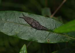 Image of Cystopelta purpurea Davies 1912