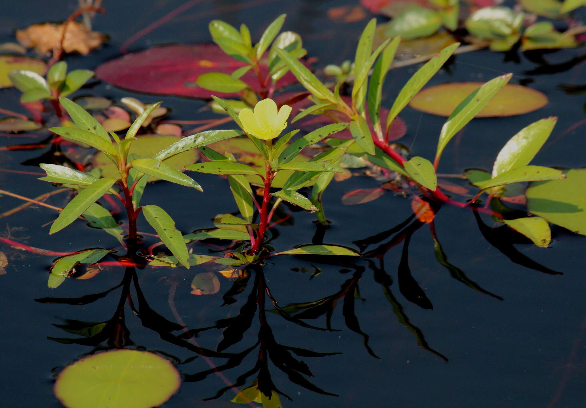 Image of Creeping ludwigia