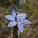 Image of Thelymitra atronitida Jeanes