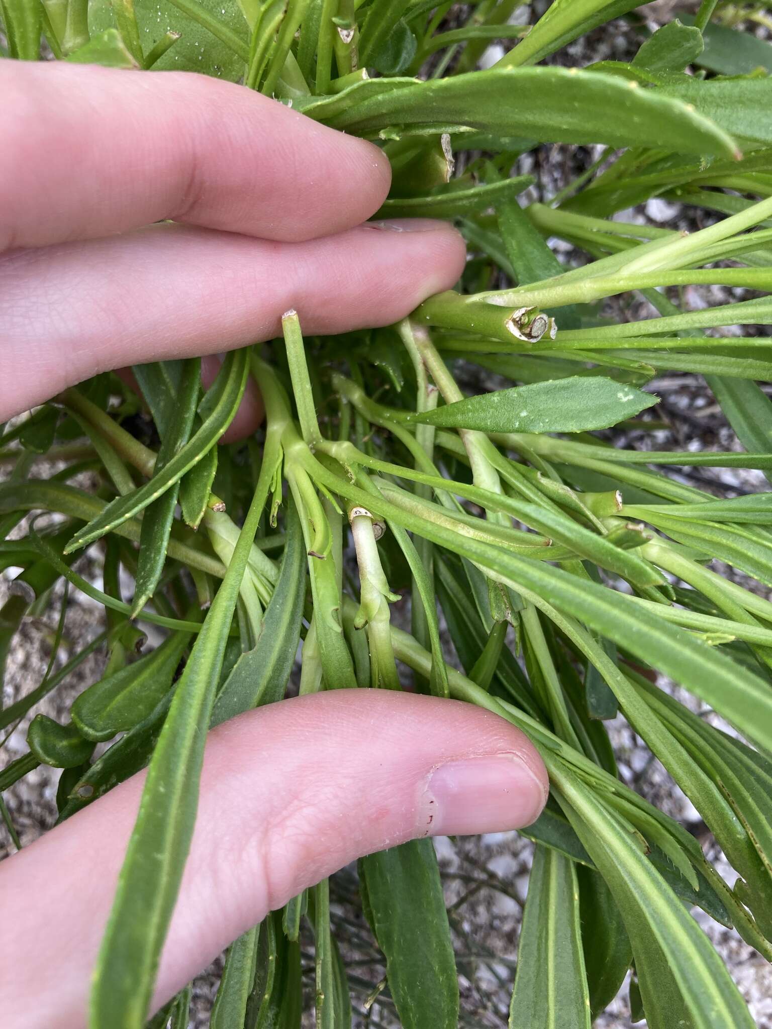 Image of Scaevola repens de Vriese