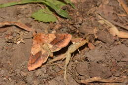 Image of Purple-Lined Sallow