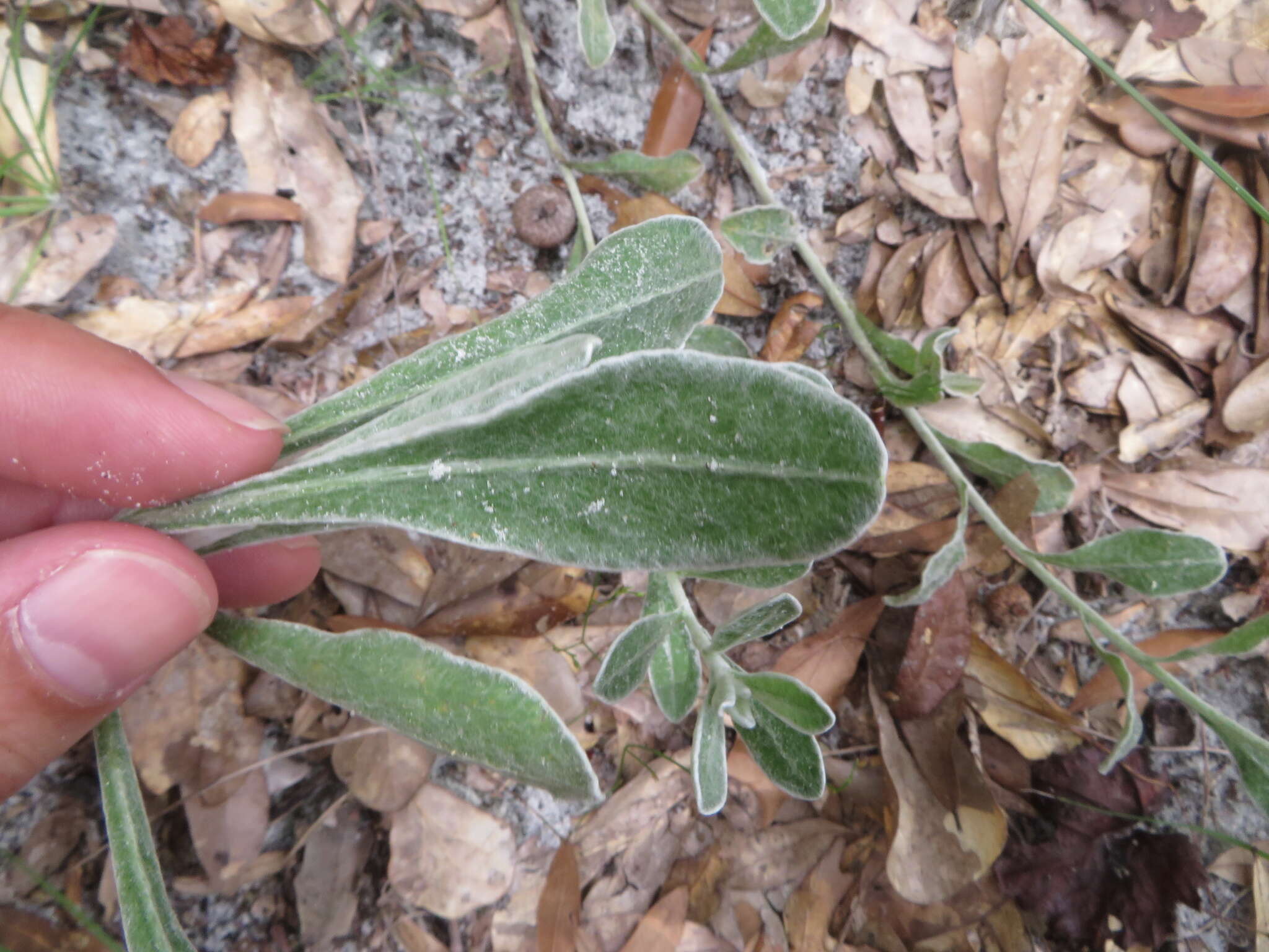 Image of Florida goldenaster