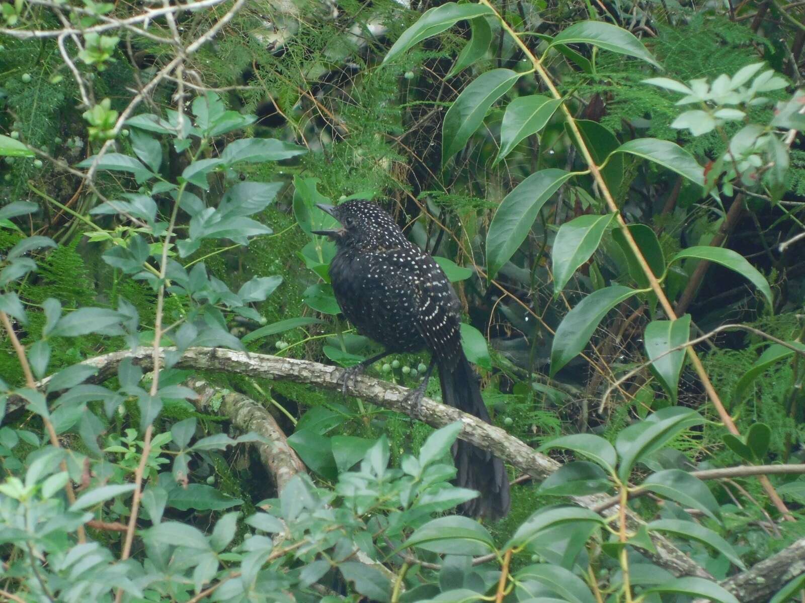 Image of Large-tailed Antshrike