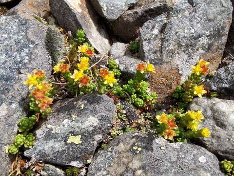 Image of Sedum alpestre Vill.