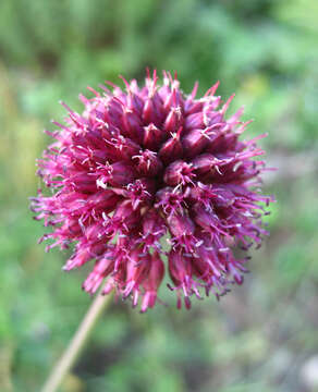 Image of Allium fuscoviolaceum Fomin