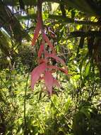 Image of Billbergia morelii Brongn.