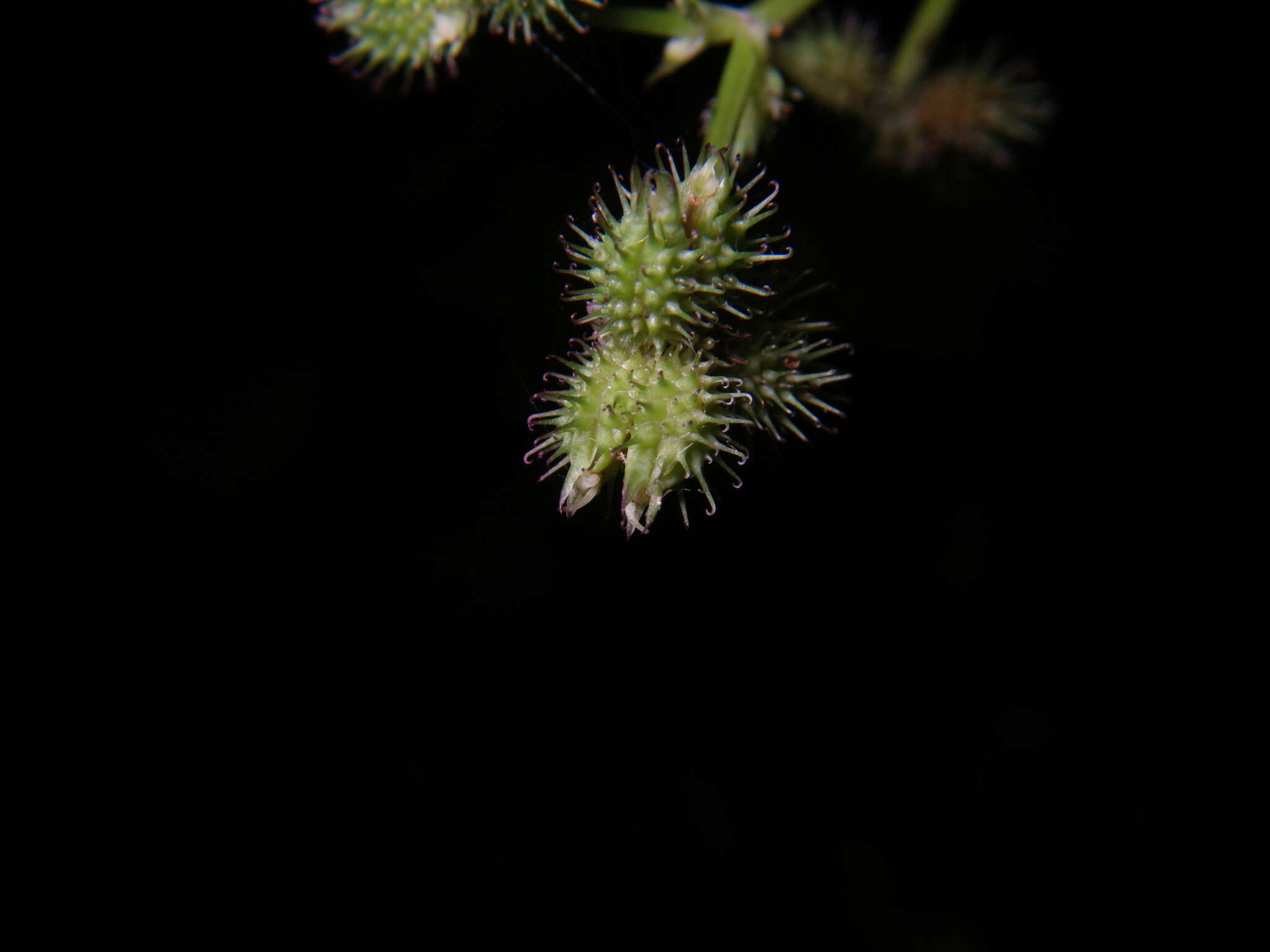 Imagem de Sanicula chinensis Bunge