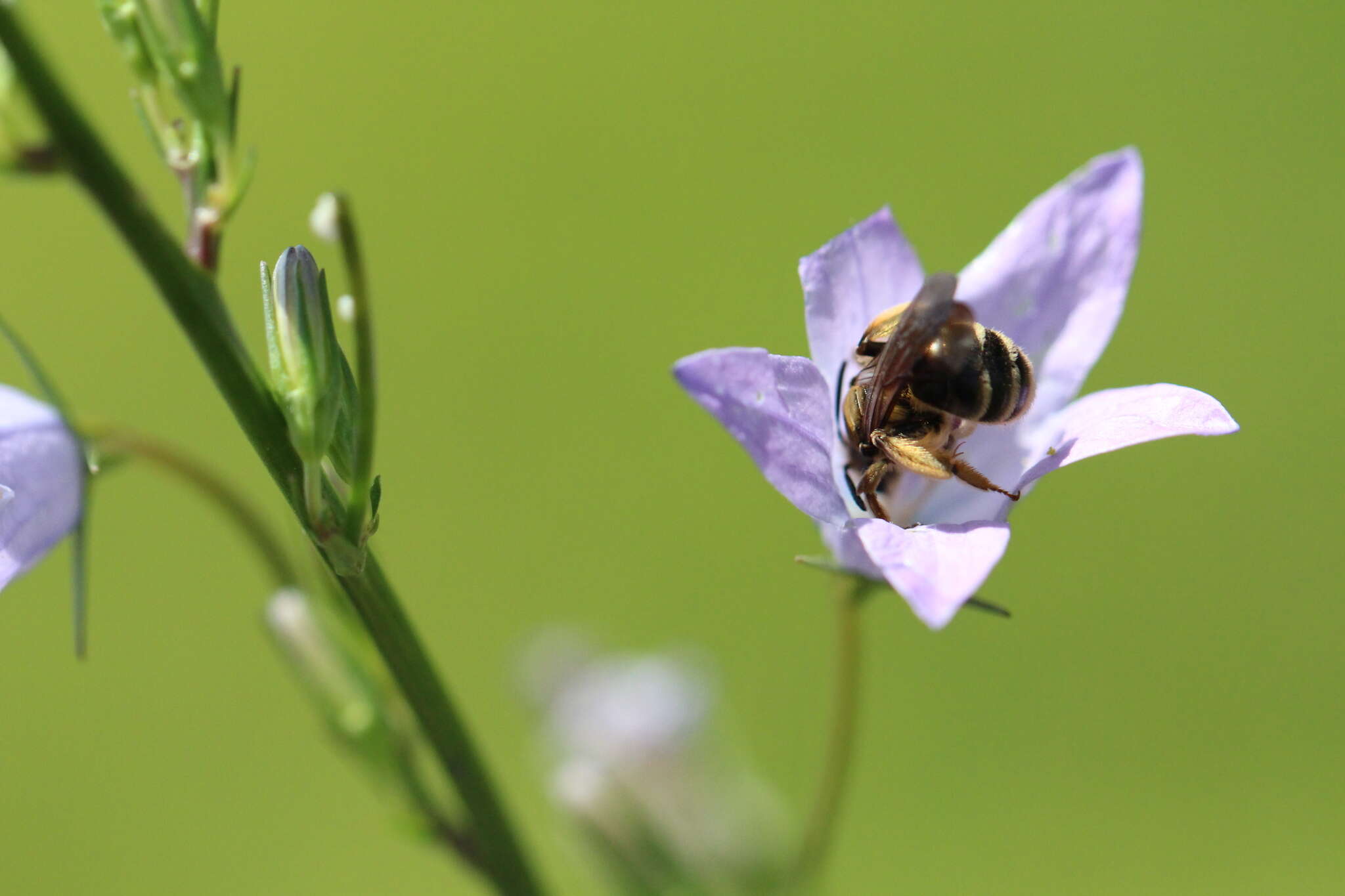 Image of Andrena pandellei Pérez 1895