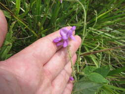 Desmodium canescens (L.) DC. resmi