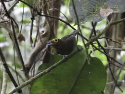 Слика од Chlorothraupis olivacea (Cassin 1860)