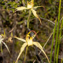 Image of Caladenia zephyra (D. L. Jones) R. J. Bates