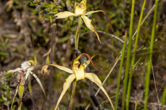 Image of Caladenia zephyra (D. L. Jones) R. J. Bates