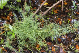 Image of Annual Seepweed