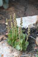 Image of Crassula pseudohemisphaerica Friedrich