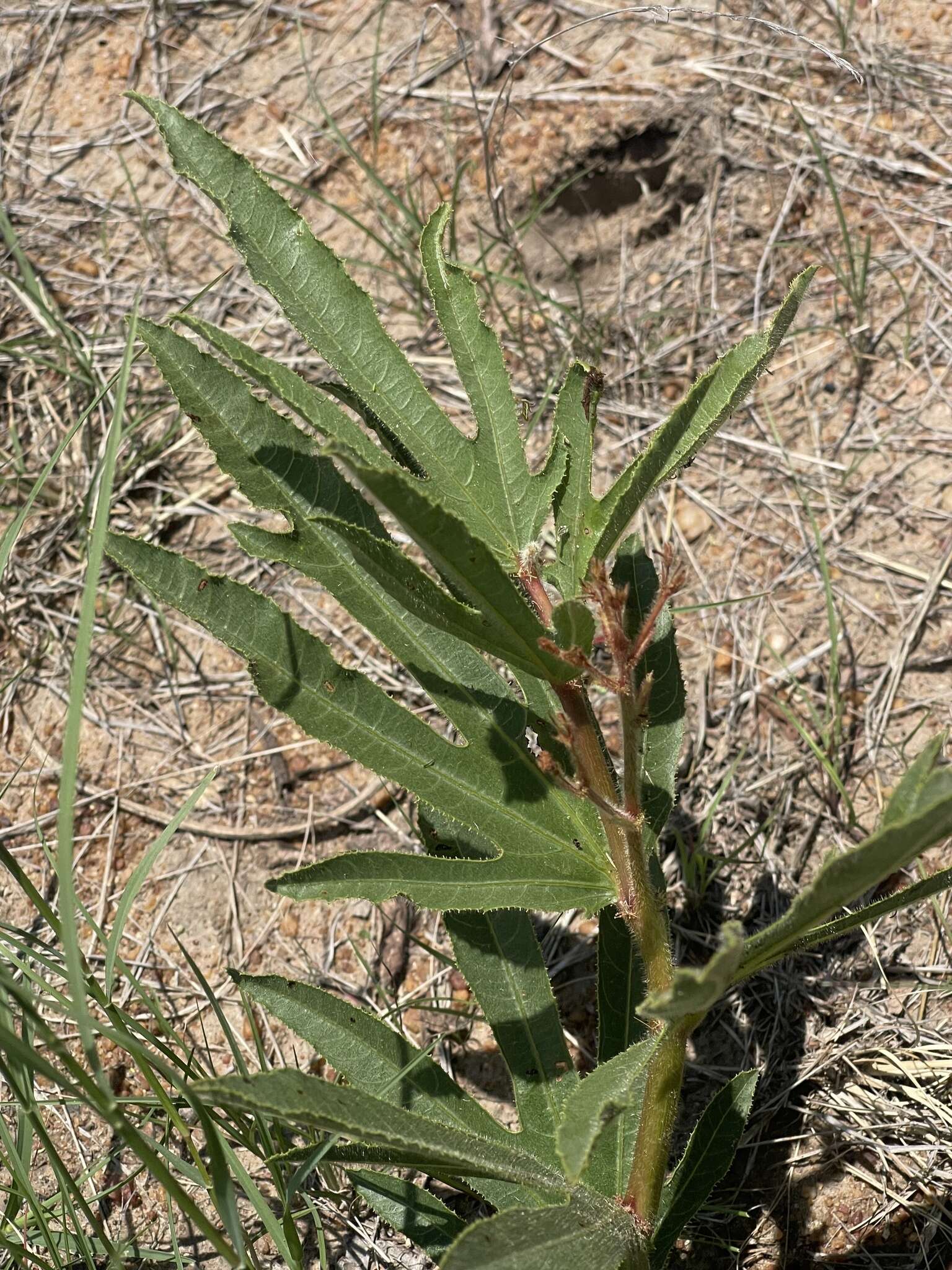 Image of Jatropha zeyheri Sond.