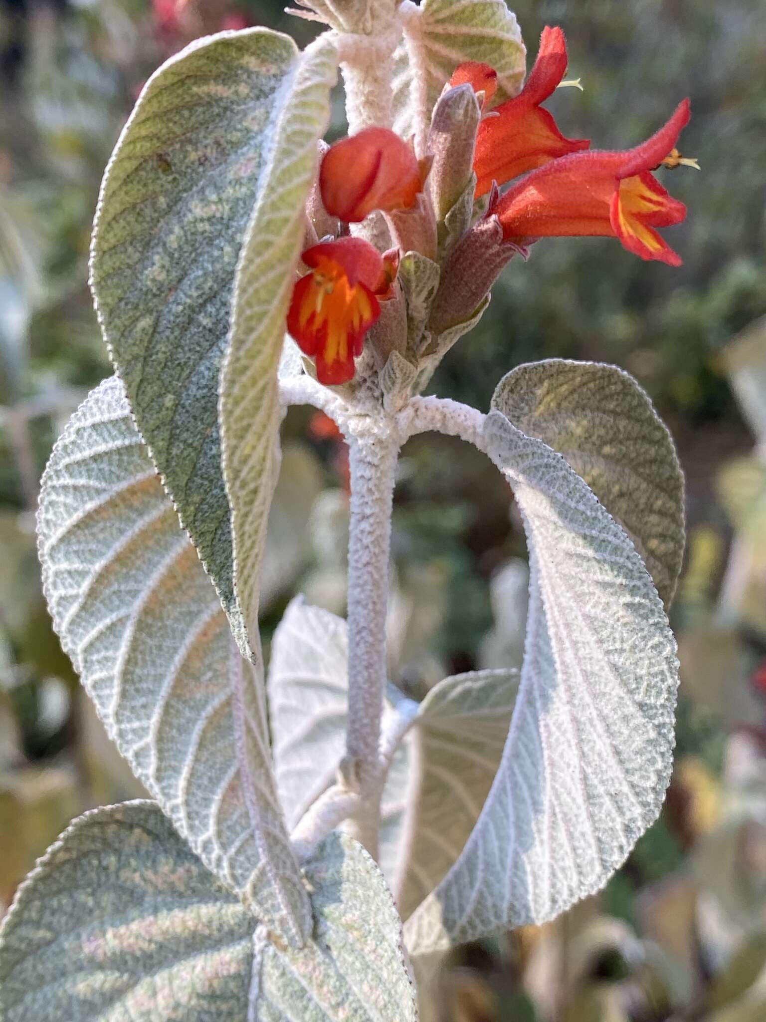 Image of Colquhounia coccinea Wall.