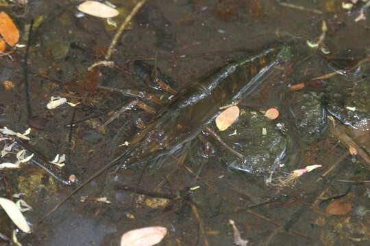 Image of Monkey river prawn