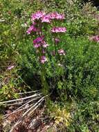 Image of Centaurium grandiflorum Druce