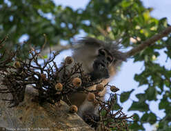 Image of Tana River Crested Mangabey