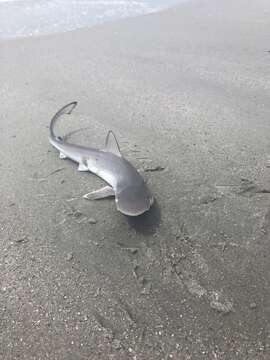 Image of Atlantic Sharpnose Shark