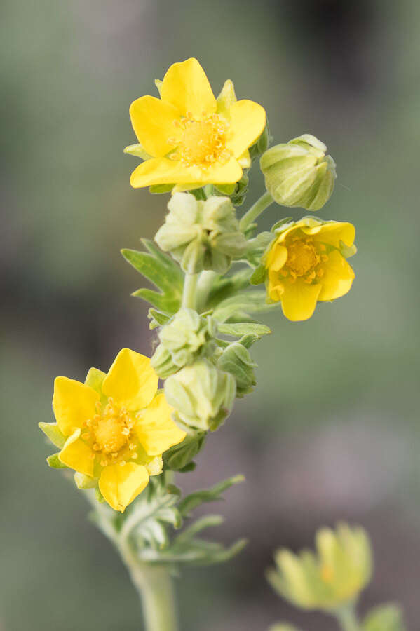 Image de Potentilla pensylvanica L.