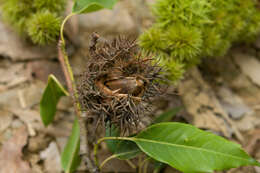 Castanopsis chinensis (Spreng.) Hance的圖片