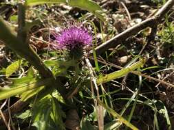 Image of Cirsium nipponicum var. incomptum (Maxim.) Y. Kadota