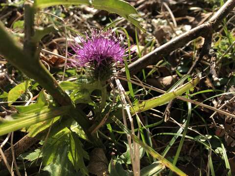 Imagem de Cirsium nipponicum (Maxim.) Mak.