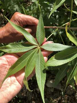 Imagem de Aesculus glabra var. arguta (Raf.) B. L. Robins.