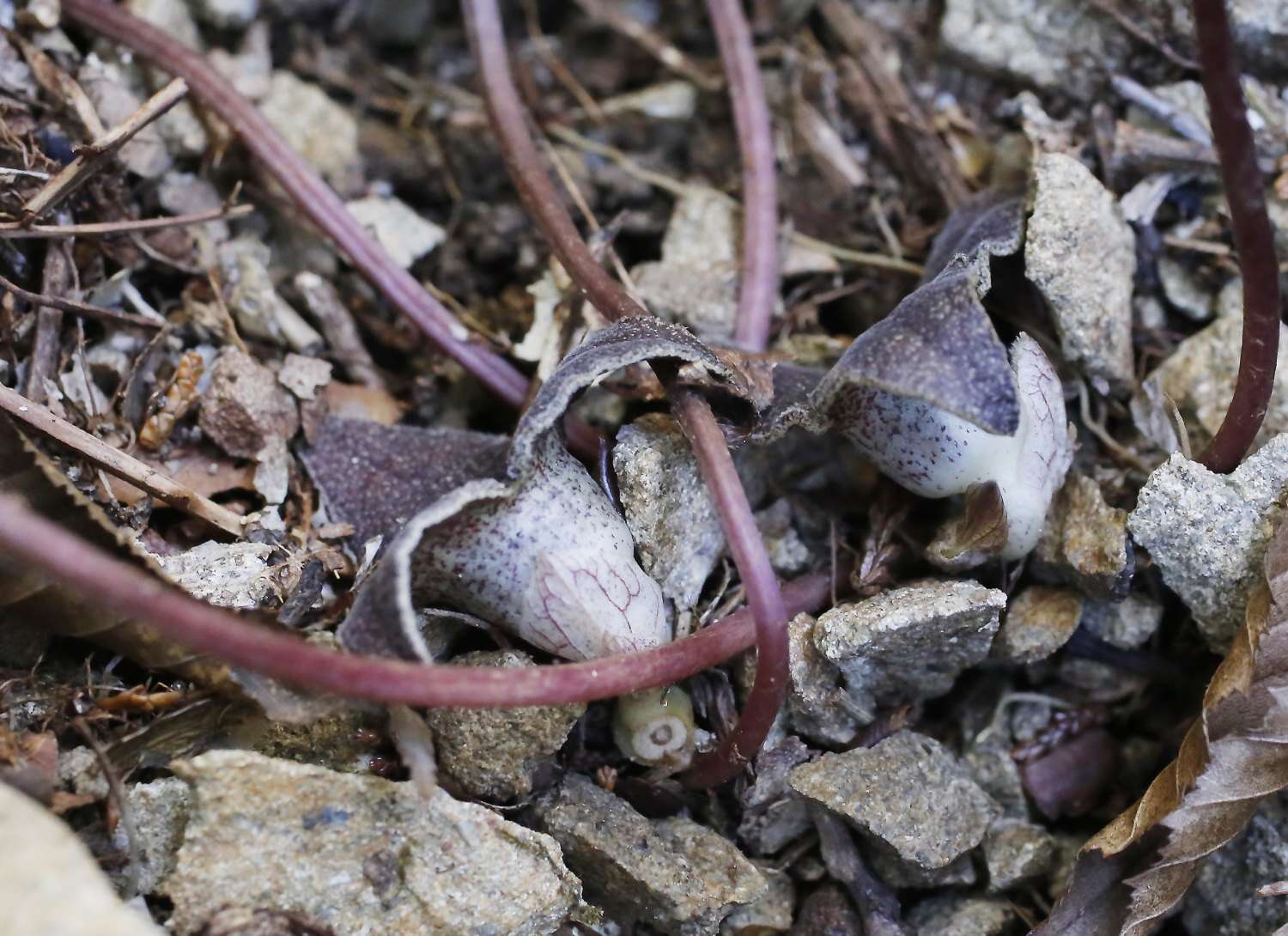 Image of Asarum rigescens var. brachypodion T. Sugaw.