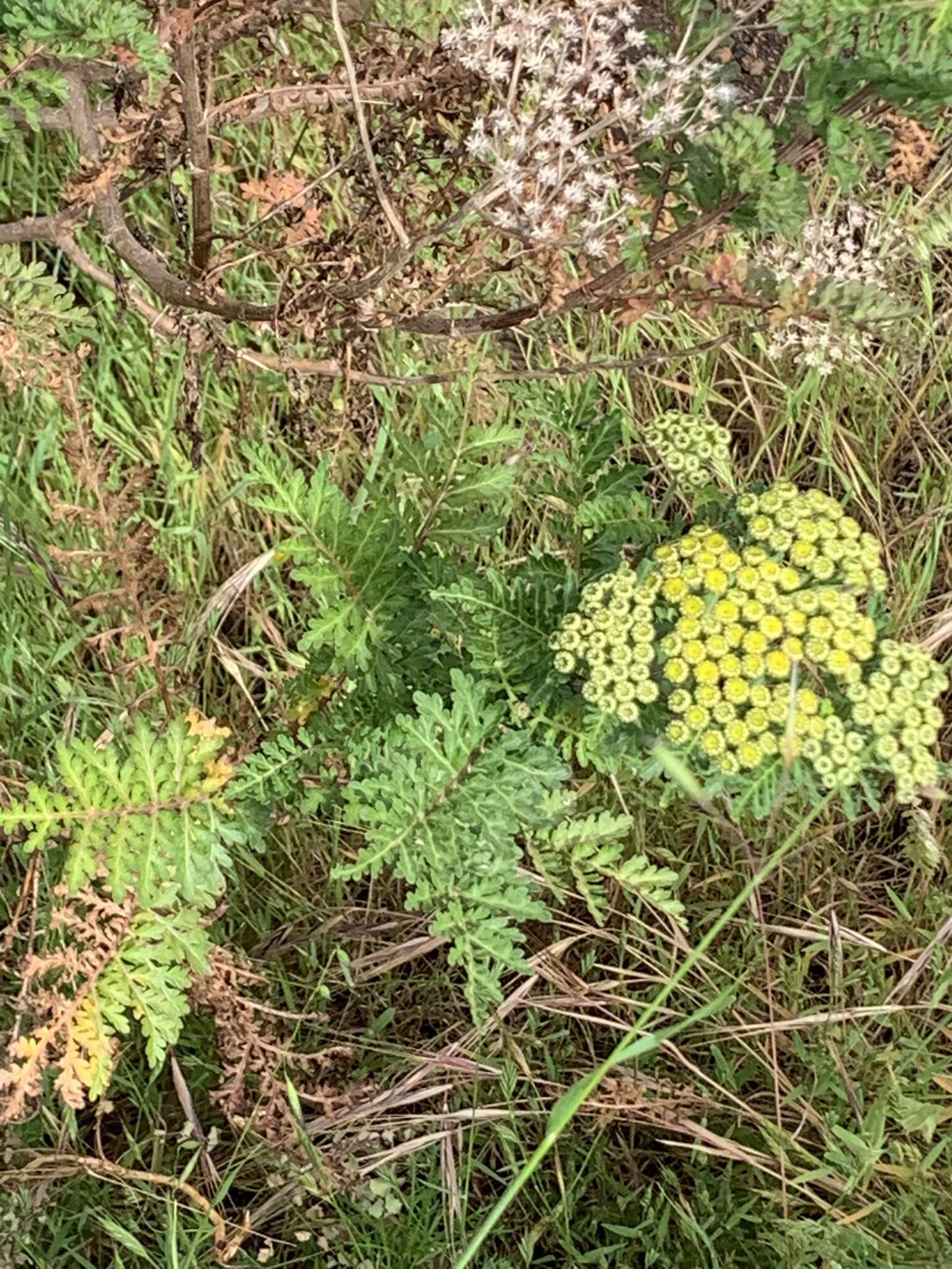 Plancia ëd Gonospermum fruticosum Less.