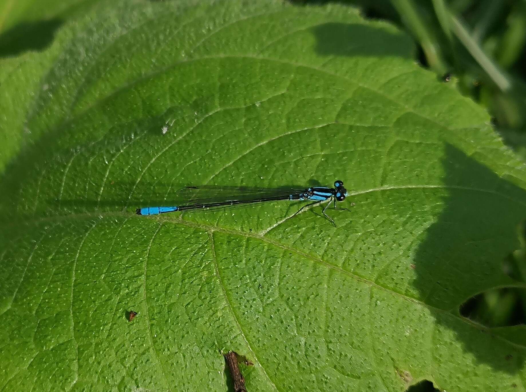 Image de Mesamphiagrion laterale (Selys 1876)