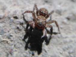 Image de Euophrys rufibarbis (Simon 1868)