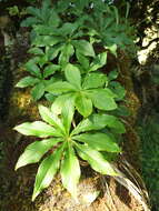 Image of Arisaema leschenaultii Blume