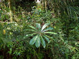 Arisaema taiwanense var. taiwanense的圖片