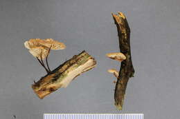 Image of Mycetinis curraniae (G. Stev.) J. A. Cooper & P. Leonard 2012