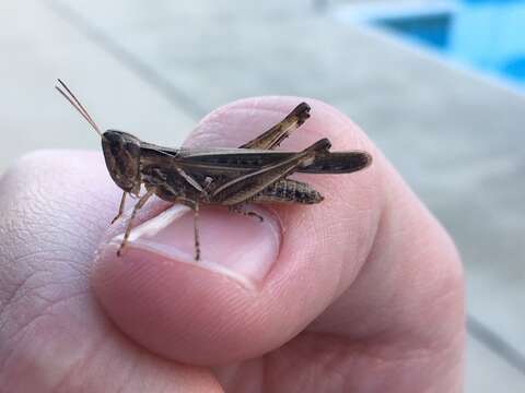 Orphulella pelidna (Burmeister & H. 1838) resmi