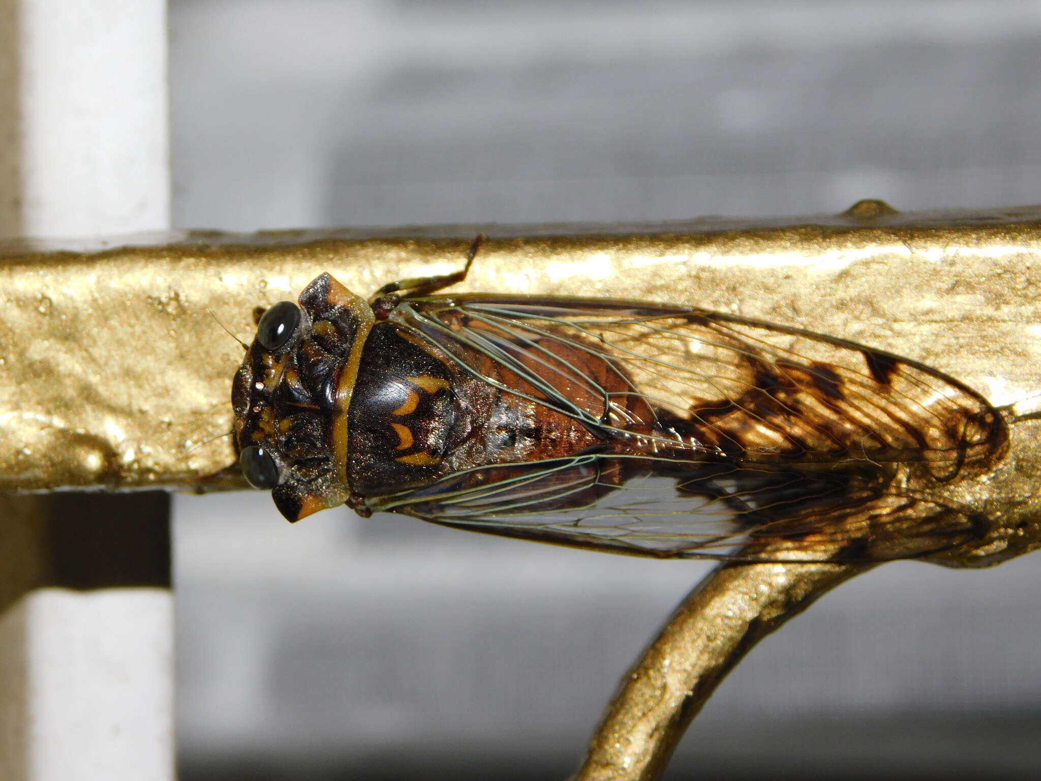 Image of Odopoea strigipennis (Walker & F. 1858)