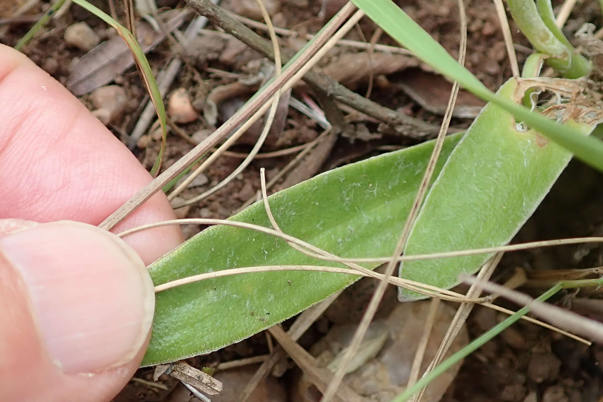 Image of Helichrysum mixtum var. mixtum