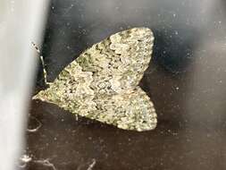 صورة Chloroclysta miata Linnaeus 1758