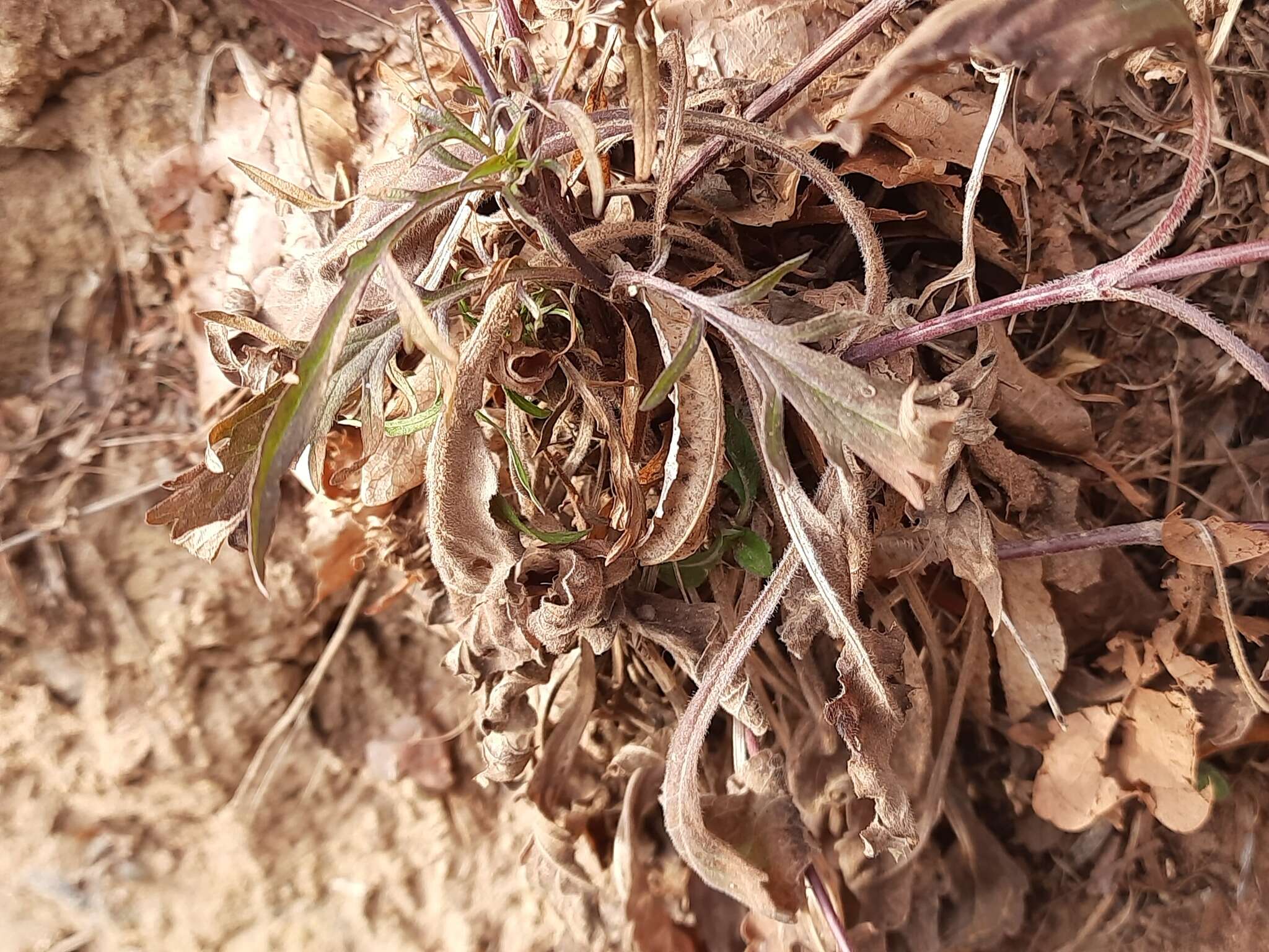 Image of Scabiosa bipinnata C. Koch