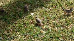 Image of Zebra Dove