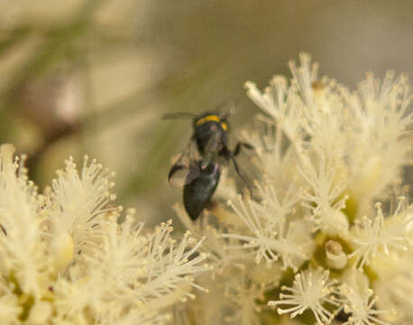 Imagem de Hylaeus primulipictus (Cockerell 1905)