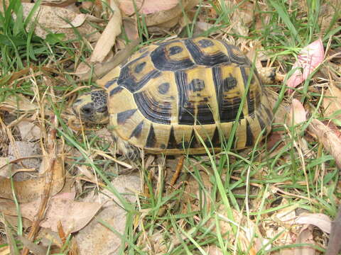 Image of Mediterranean Spur-thighed Tortoise