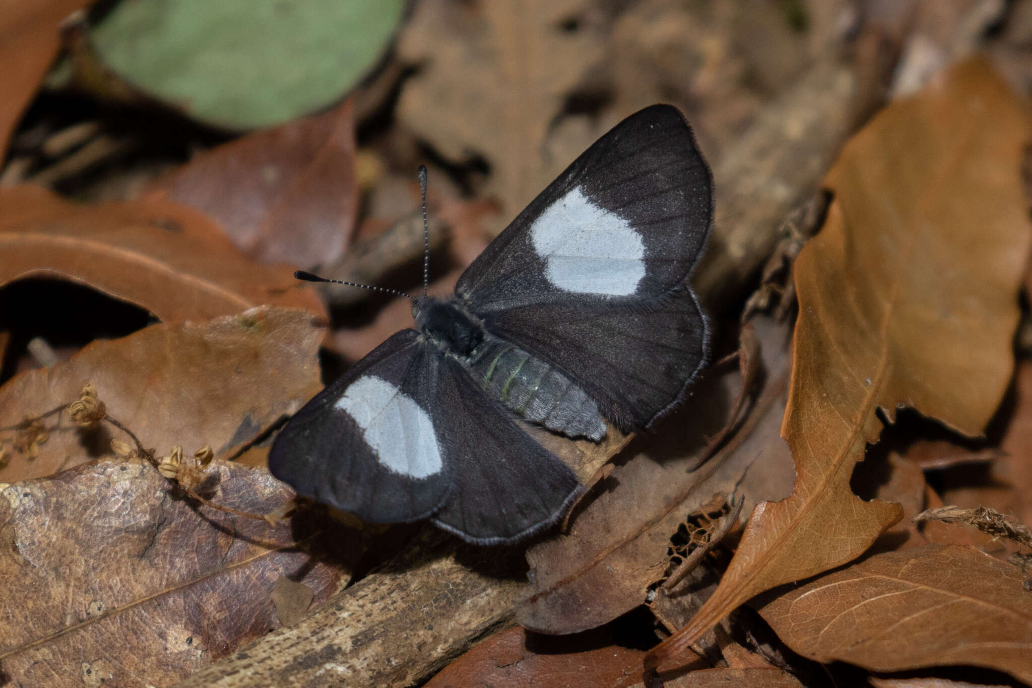 Image of Corrachia leucoplaga Schaus 1913