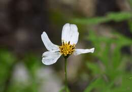 Bidens chrysanthemifolia (Kunth) Sherff的圖片