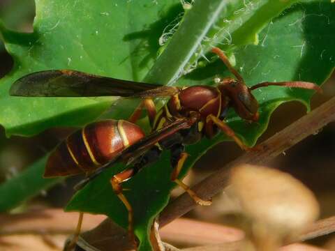 Image of Polistes dorsalis dorsalis